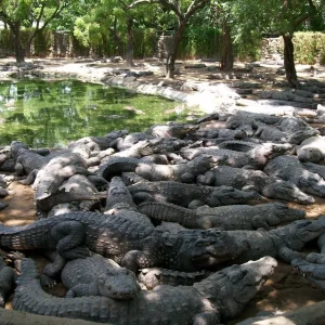 crockadile-park crockadile-park