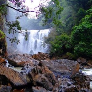 syntheric-1- syntheric-1-